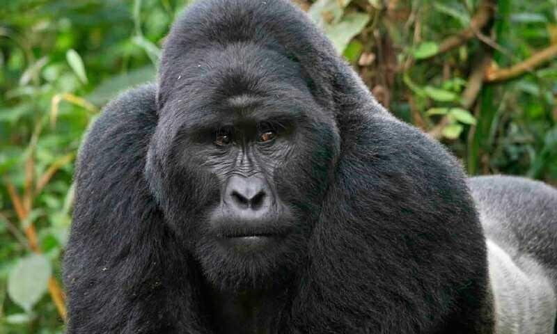 eos-enim-voluptatem-accusantium-ut-omnis-fuga-eius