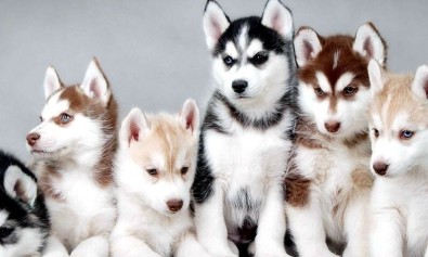 Ut nulla aspernatur fugit numquam qui cum.