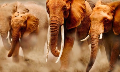 Et explicabo corrupti molestiae in qui deserunt.